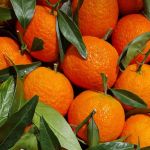 Safra de laranja fecha em 292,9 milhões de caixas; greening causou perdas recordes