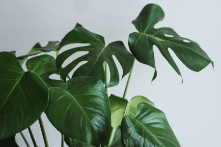 Ar puro e estilo: conheça a planta tropical que purifica sua casa e exige poucos cuidados