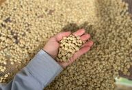 EPAMIG abre venda de sementes de café: veja como garantir mudas de alta qualidade