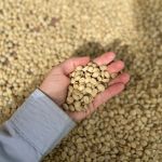 EPAMIG abre venda de sementes de café: veja como garantir mudas de alta qualidade