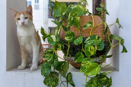 Além da rega: o segredo da drenagem para uma jiboia impecável