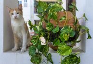 Além da rega: o segredo da drenagem para uma jiboia impecável