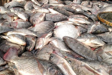Tilápia do Vietnã invade mercado e já soma 10% da produção nacional, alerta Peixe MG