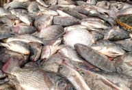 Tilápia do Vietnã invade mercado e já soma 10% da produção nacional, alerta Peixe MG
