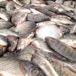 Tilápia do Vietnã invade mercado e já soma 10% da produção nacional, alerta Peixe MG