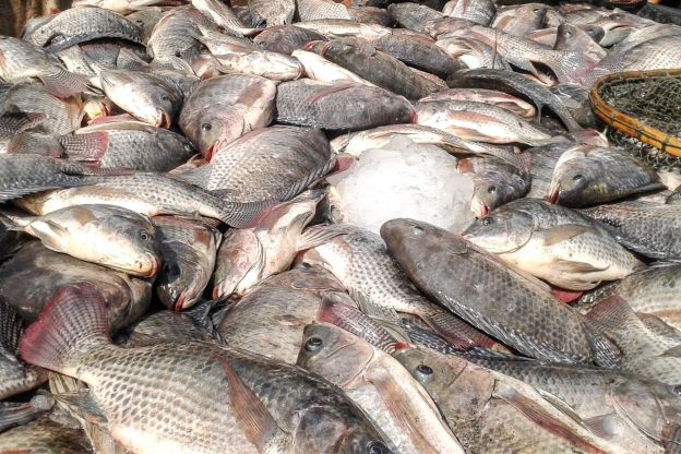 Tilápia do Vietnã invade mercado e já soma 10% da produção nacional, alerta Peixe MG