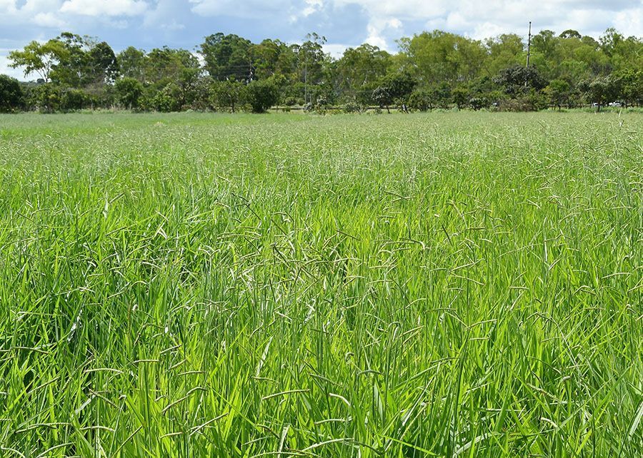 Leguminosa melhora solo e pode elevar produtividade de arroz e feijão