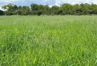 Leguminosa melhora solo e pode elevar produtividade de arroz e feijão