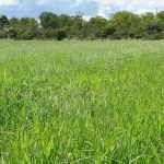 Leguminosa melhora solo e pode elevar produtividade de arroz e feijão