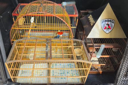 Blitz flagra motorista com aves silvestres escondidas no porta-malas do carro em BH