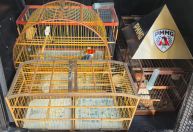 Blitz flagra motorista com aves silvestres escondidas no porta-malas do carro em BH