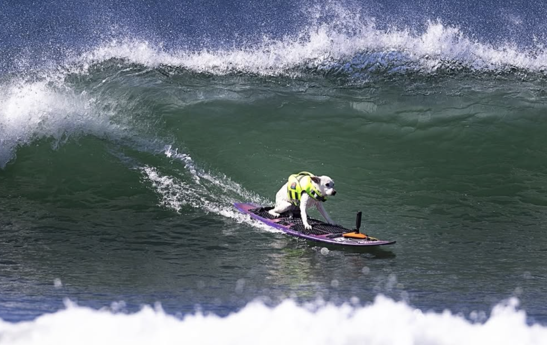 Cachorra campeã mundial de surfe morre e comove fãs no mundo todo