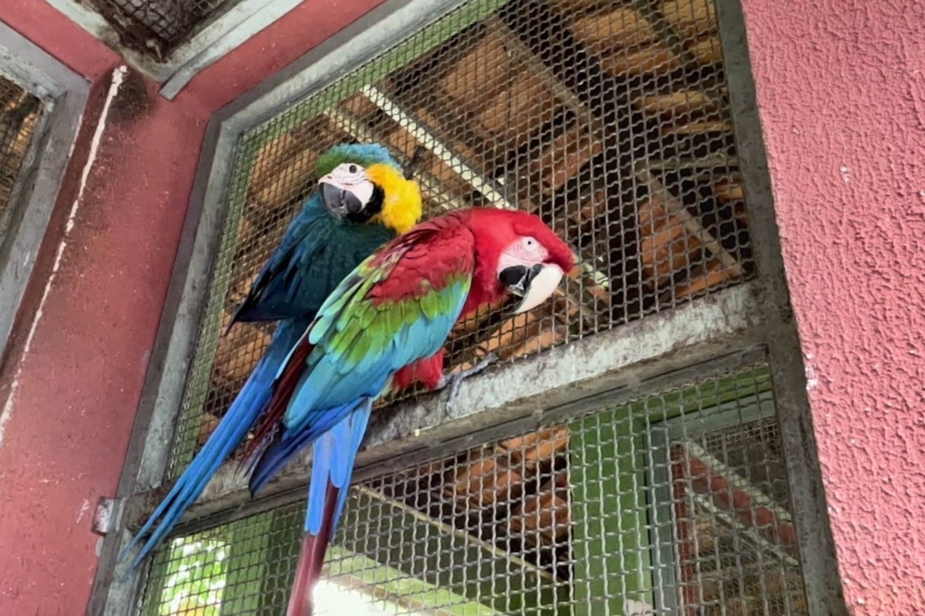 Cetas e Cetras recebem mais de 8 mil animais por ano em Minas Gerais
