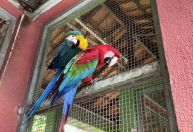 Cetas e Cetras recebem mais de 8 mil animais por ano em Minas Gerais