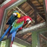 Cetas e Cetras recebem mais de 8 mil animais por ano em Minas Gerais