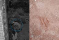 Onça é vista novamente em bairro de Esmeraldas e assusta moradores com rugido