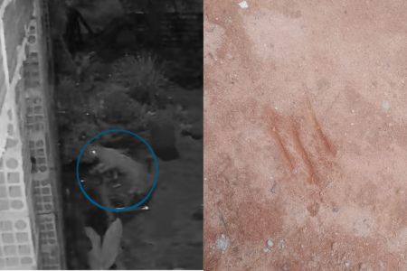 Onça é vista novamente em bairro de Esmeraldas e assusta moradores com rugido