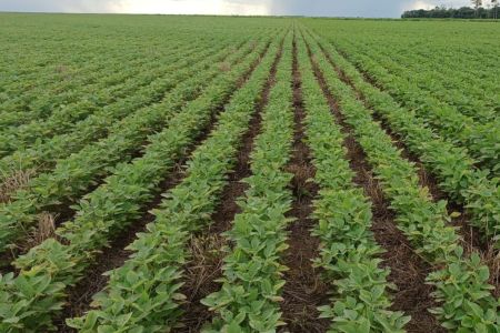 STF decide futuro da Moratória da Soja em audiência histórica; entenda o impacto