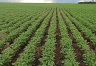 STF decide futuro da Moratória da Soja em audiência histórica; entenda o impacto