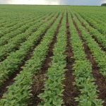 STF decide futuro da Moratória da Soja em audiência histórica; entenda o impacto