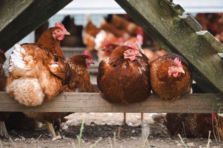 • Canva/ Reprodução