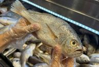 Congelado ou fresco? Saiba como escolher o peixe ideal na Semana Santa