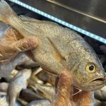 Congelado ou fresco? Saiba como escolher o peixe ideal na Semana Santa