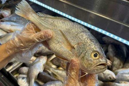 Congelado ou fresco? Saiba como escolher o peixe ideal na Semana Santa