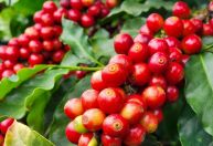 Agro mineiro exporta US$ 3,9 bi, mas recua no 1º trimestre do ano