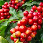 Agro mineiro exporta US$ 3,9 bi, mas recua no 1º trimestre do ano