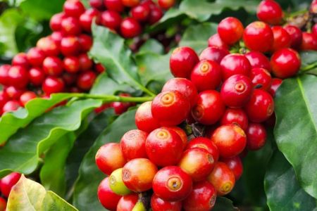 Agro mineiro exporta US$ 3,9 bi, mas recua no 1º trimestre do ano