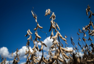 Crédito rural empresarial cresce 10% e atinge R$ 404 bilhões no Plano Safra 2025/2026