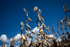 Crédito rural empresarial cresce 10% e atinge R$ 404 bilhões no Plano Safra 2025/2026