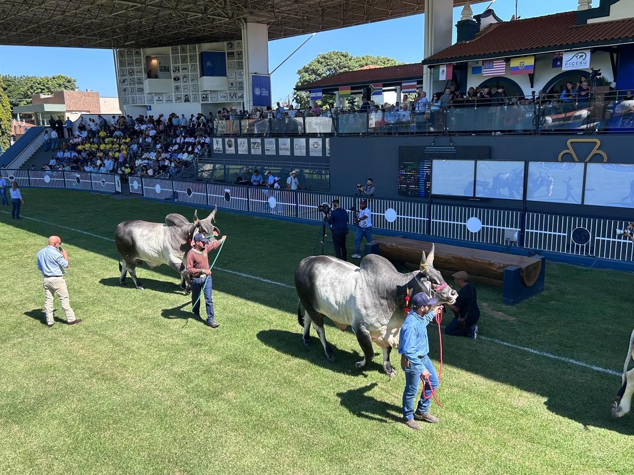 Expozebu é aberta com desfile de raças nobres em frente a autoridades