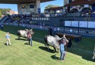 Expozebu é aberta com desfile de raças nobres em frente a autoridades