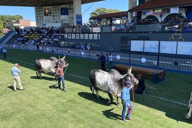 Expozebu é aberta com desfile de raças nobres em frente a autoridades