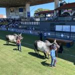 ExpoZebu bate recorde e fatura R$ 254 milhões em leilões oficiais