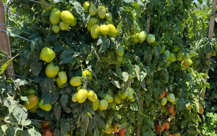 'Feira do Tomate' começa em Carmópolis de Minas e deve atrair 6 mil visitantes