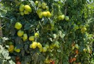 'Feira do Tomate' começa em Carmópolis de Minas e deve atrair 6 mil visitantes