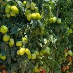 'Feira do Tomate' começa em Carmópolis de Minas e deve atrair 6 mil visitantes