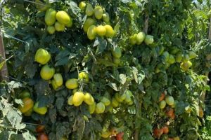 'Feira do Tomate' começa em Carmópolis de Minas e deve atrair 6 mil visitantes