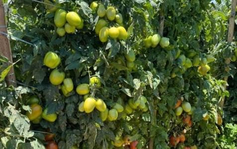 tomate