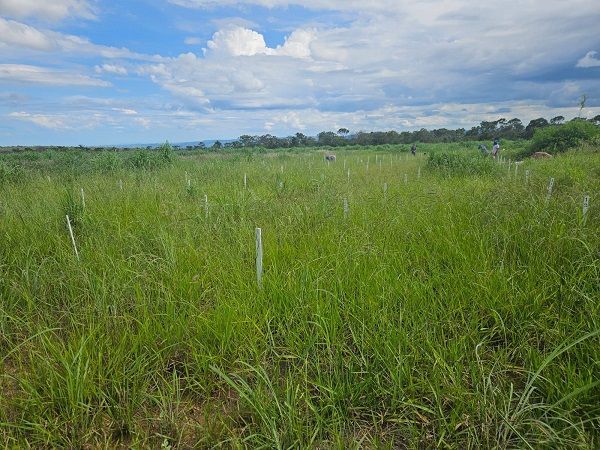 Pó de rocha reduz efeito estufa em pastagens do Cerrado, aponta estudo