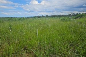 Pó de rocha reduz efeito estufa em pastagens do Cerrado, aponta estudo