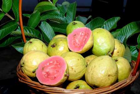 goiabas