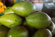 Safra de abacate avança em Ibiapaba-CE e pressiona preços no estado