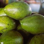 Safra de abacate avança em Ibiapaba-CE e pressiona preços no estado