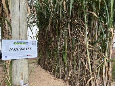 IAC 09-6166 • Giullia Gurgel | Itatiaia