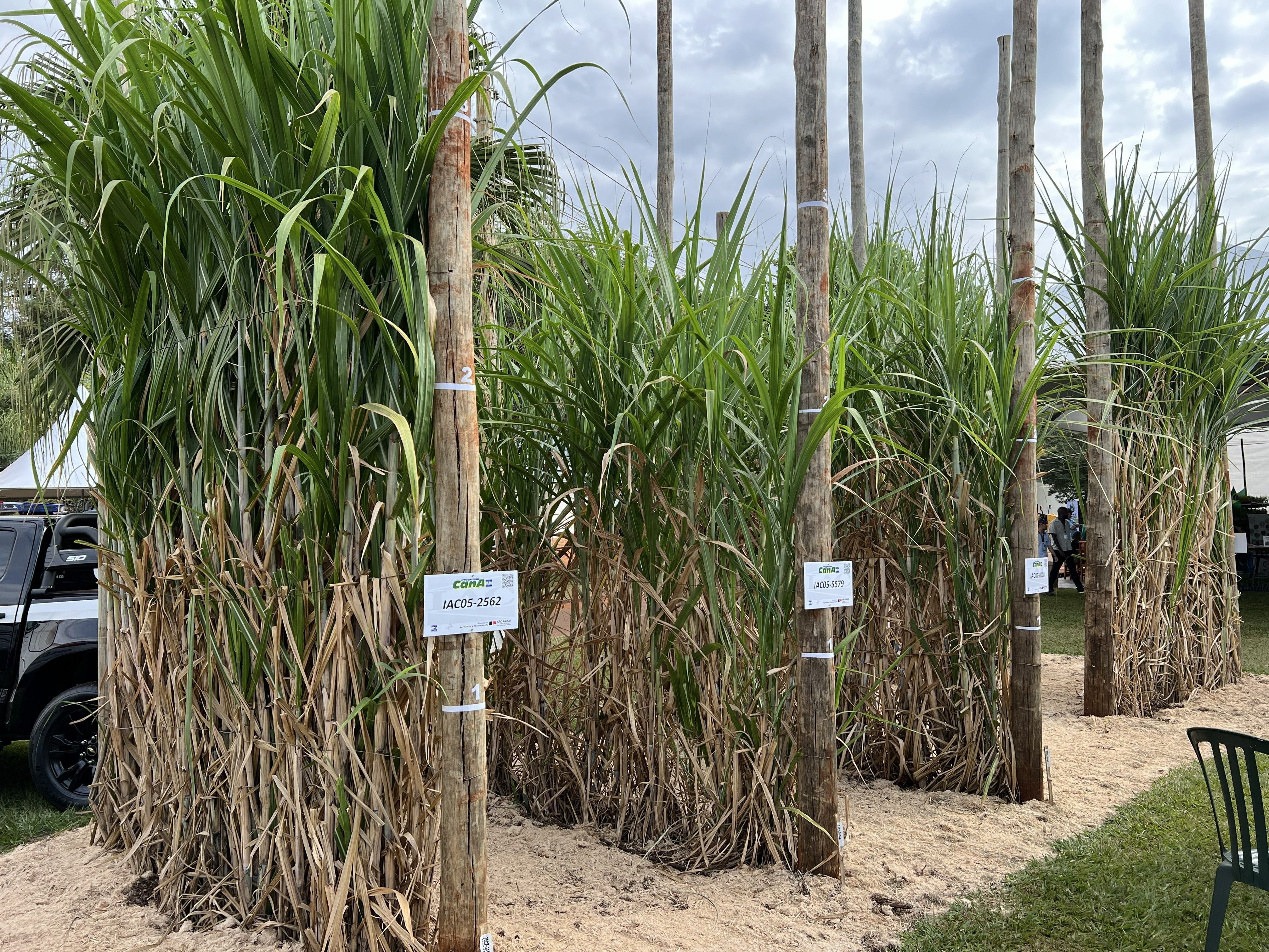 Novas variedades de cana ampliam produtividade e eficiência no campo