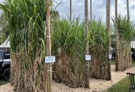 Mais etanol por hectare: conheça as novas variedades de cana lançadas na Agrishow